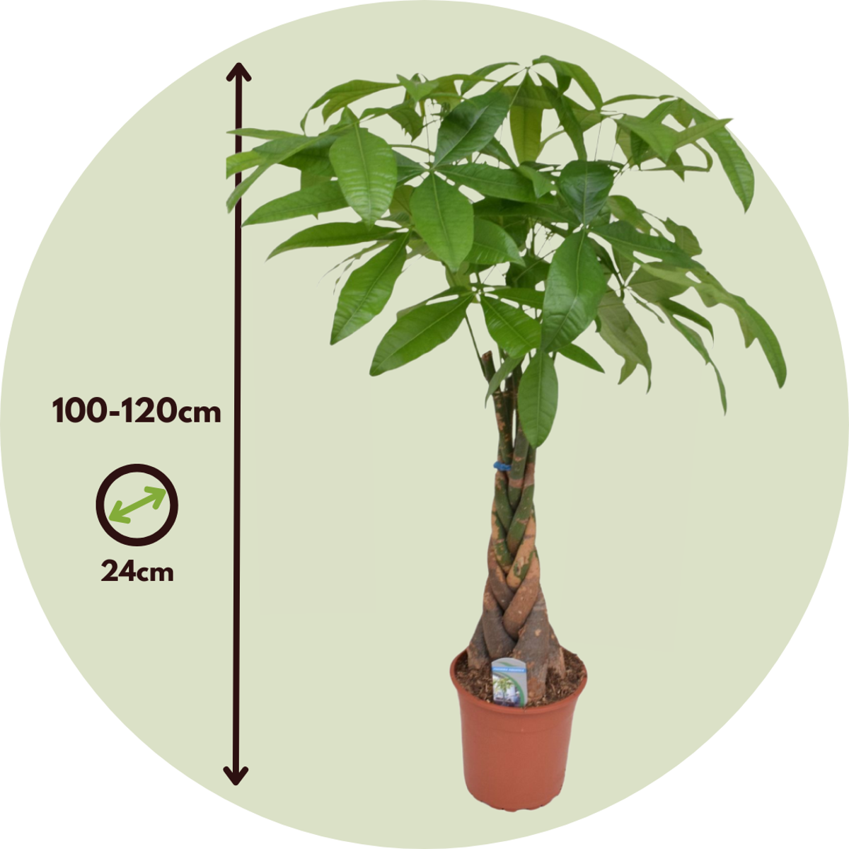 Castan Malabar - Pachira aquatica - Înălţime 100-120cm - ⌀24cm