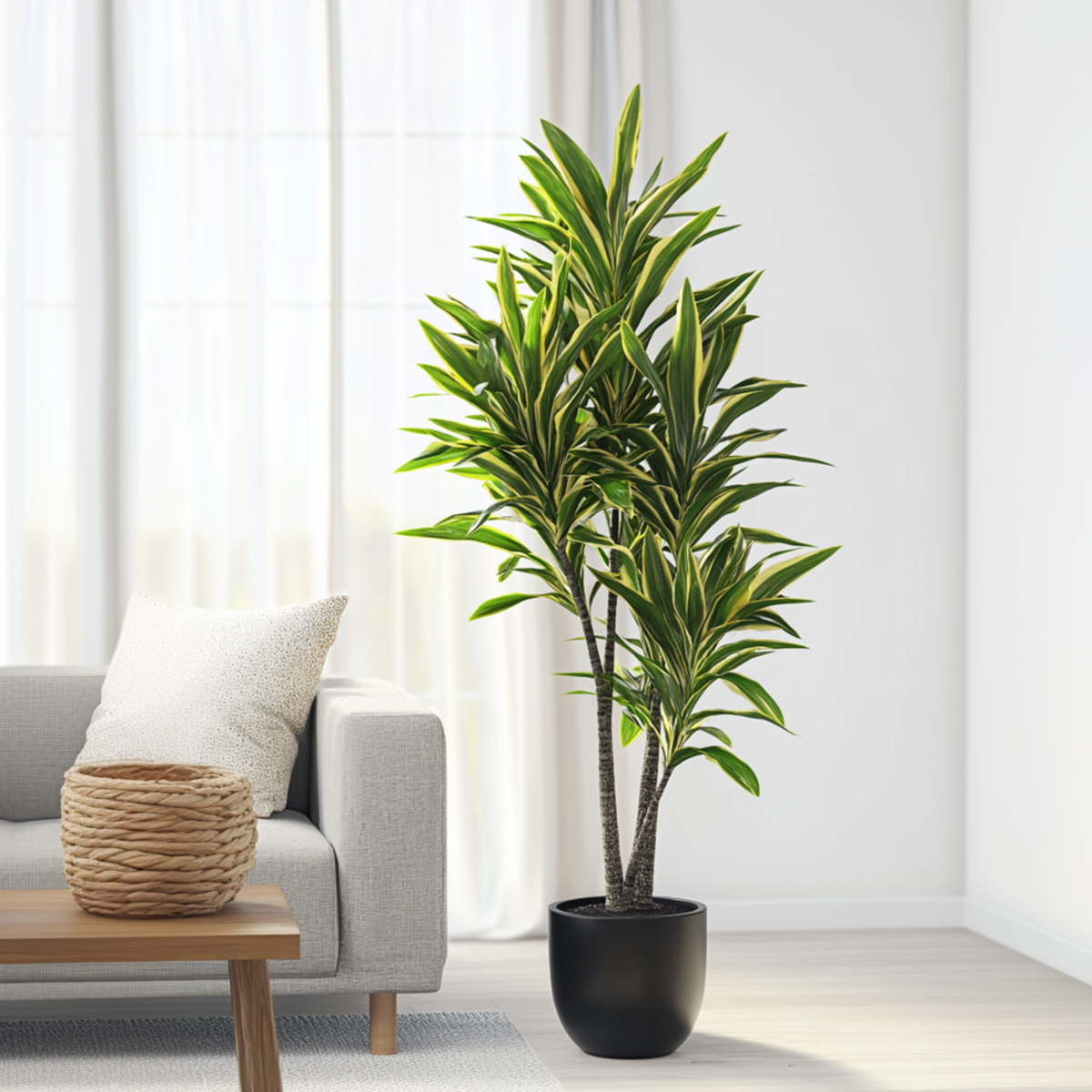 Dracena - Dracaena fragrans 'Cintho' - Înălţime 140-150cm - ⌀24cm