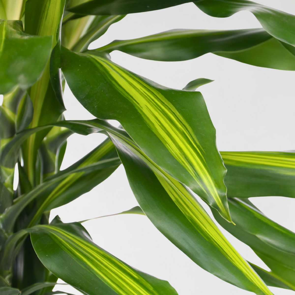 Dracena - Dracaena fragrans 'Cintho' - Înălţime 140-150cm - ⌀24cm