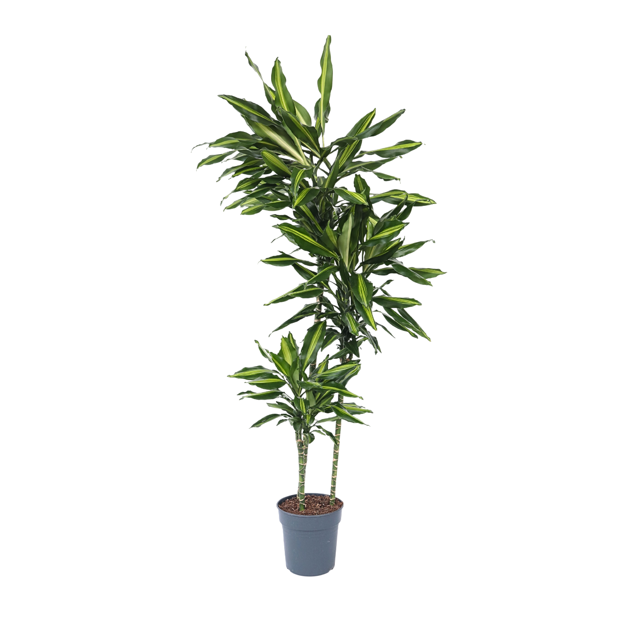 Dracena - Dracaena fragrans 'Cintho' - Înălţime 140-150cm - ⌀24cm