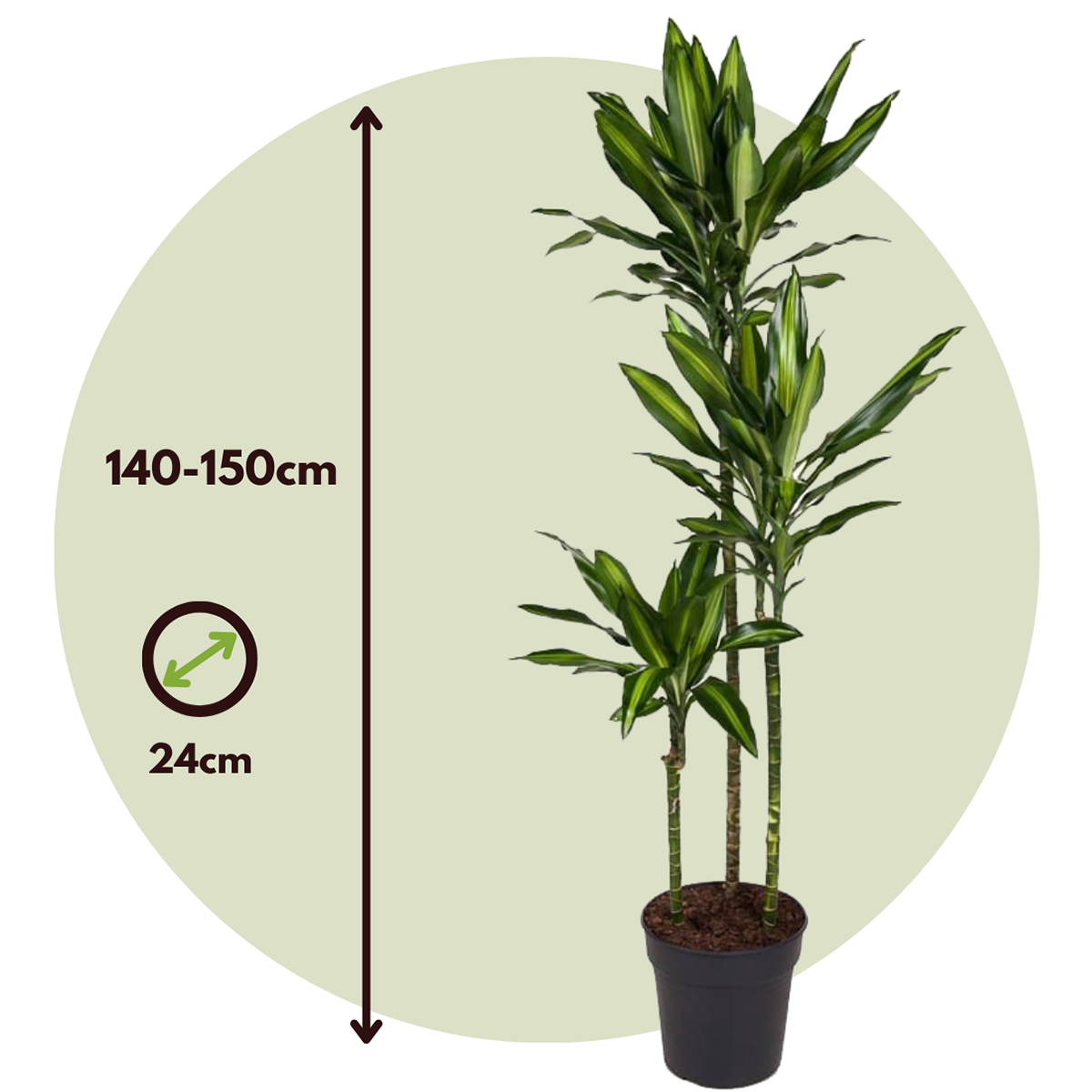 Dracena - Dracaena fragrans 'Cintho' - Înălţime 140-150cm - ⌀24cm