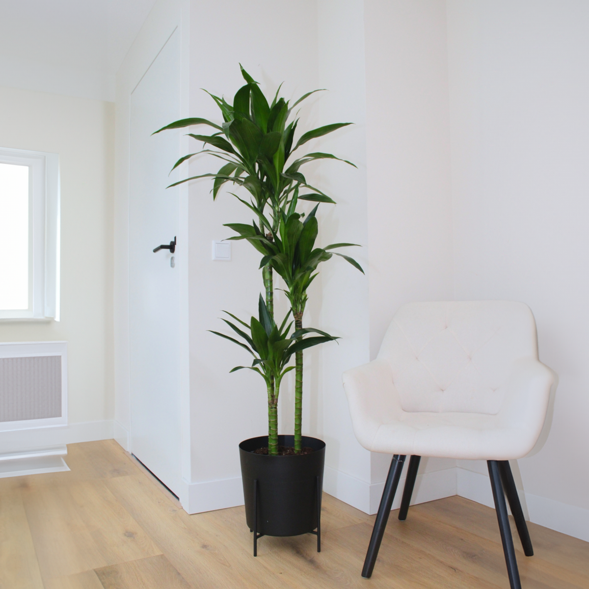 Dracena - Dracaena deremensis 'Janet Craig' - Înălţime 140-150cm - ⌀24cm