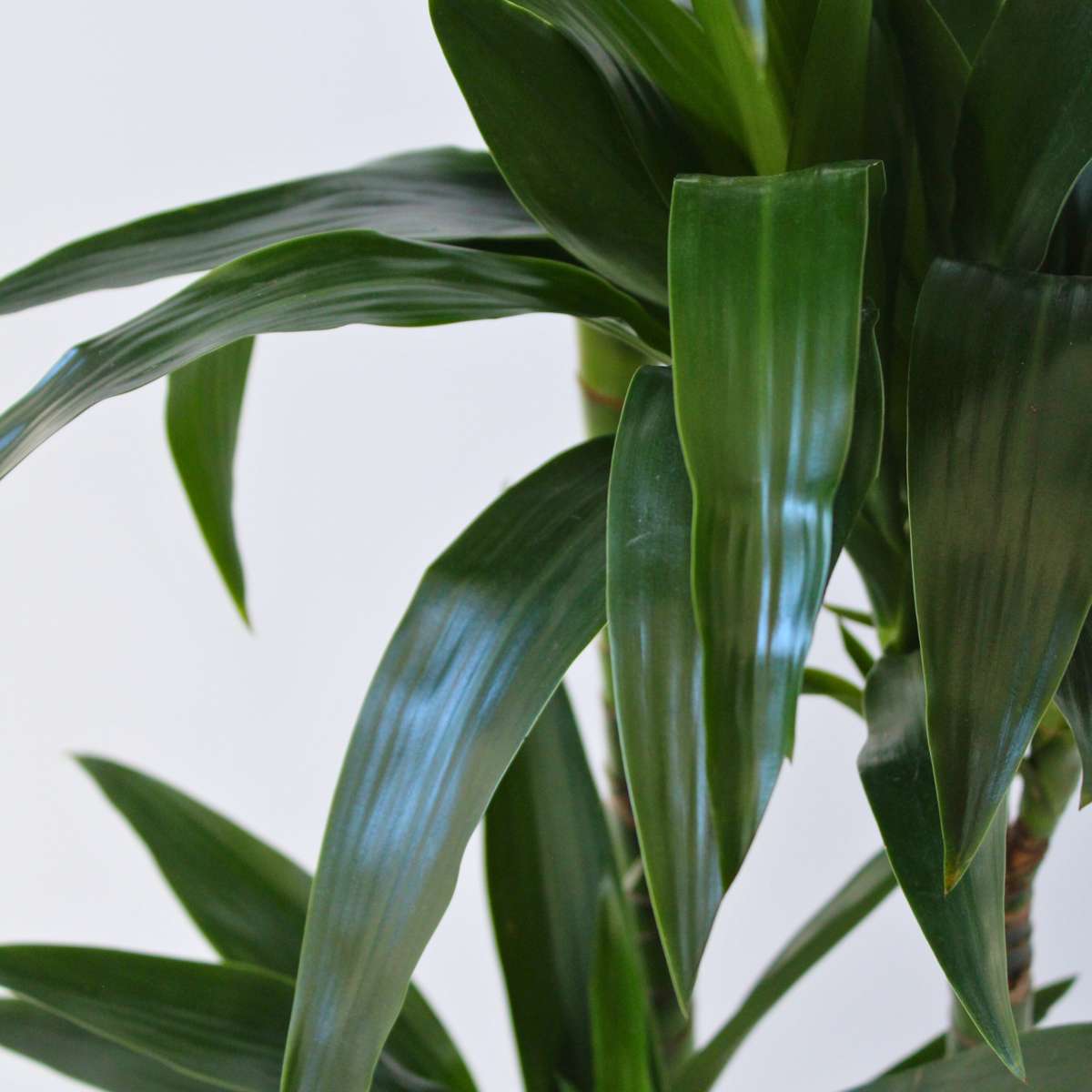 Dracena - Dracaena deremensis 'Janet Craig' - Înălţime 140-150cm - ⌀24cm