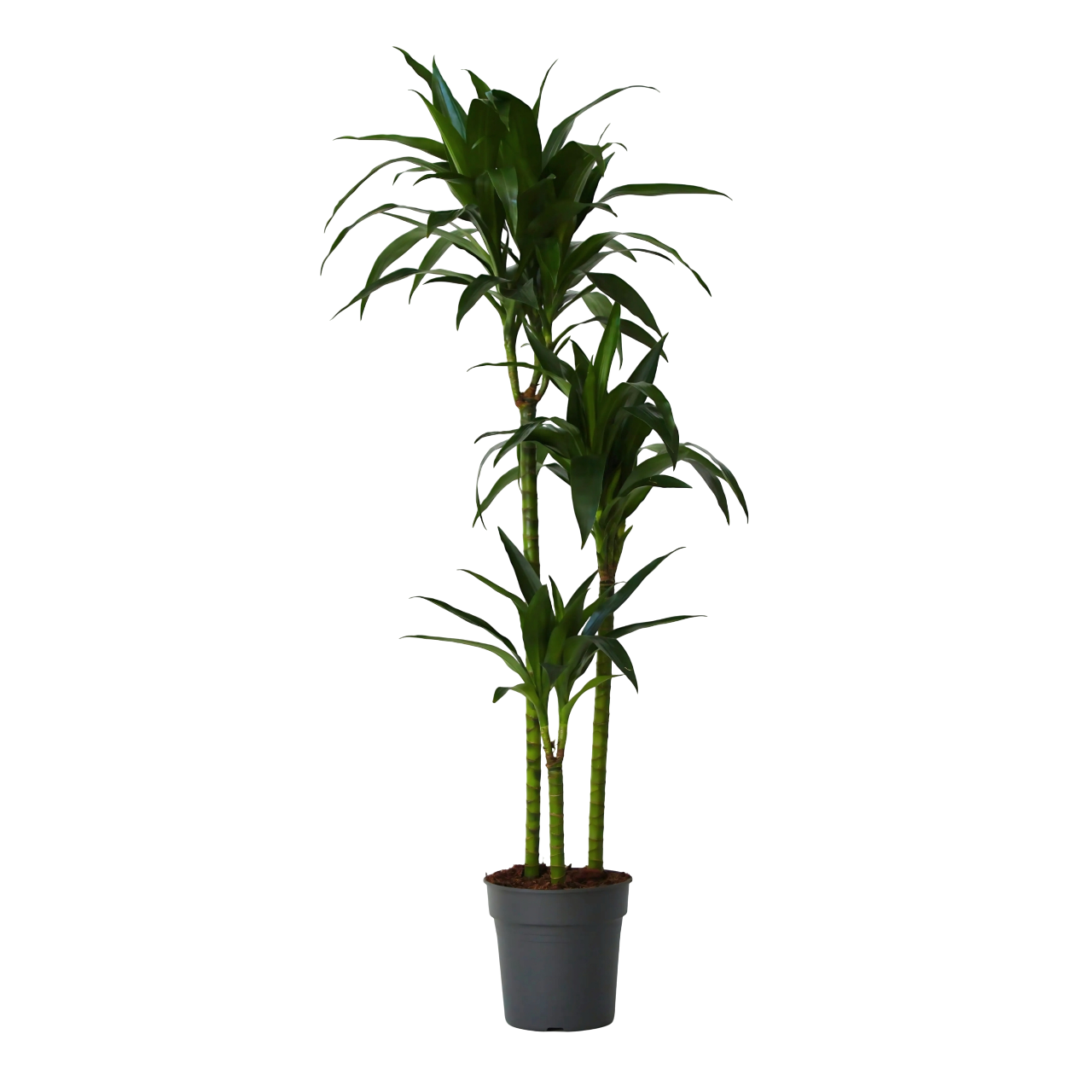 Dracena - Dracaena deremensis 'Janet Craig' - Înălţime 140-150cm - ⌀24cm