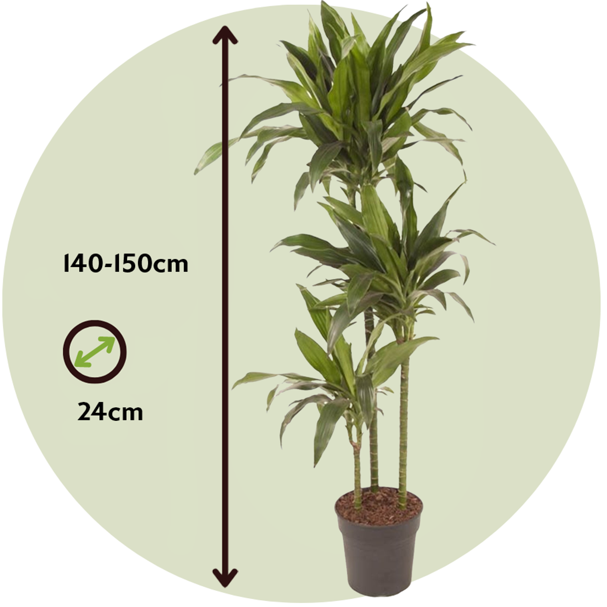 Dracena - Dracaena deremensis 'Janet Craig' - Înălţime 140-150cm - ⌀24cm