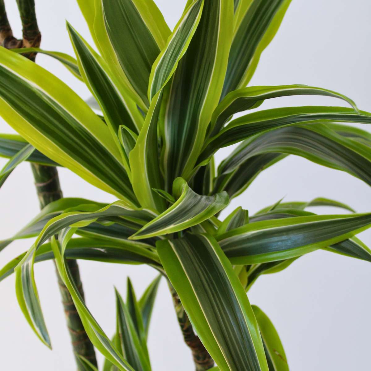 Dracena - Dracaena 'Lemon Lime' - Înălţime 130-140cm - ⌀24cm