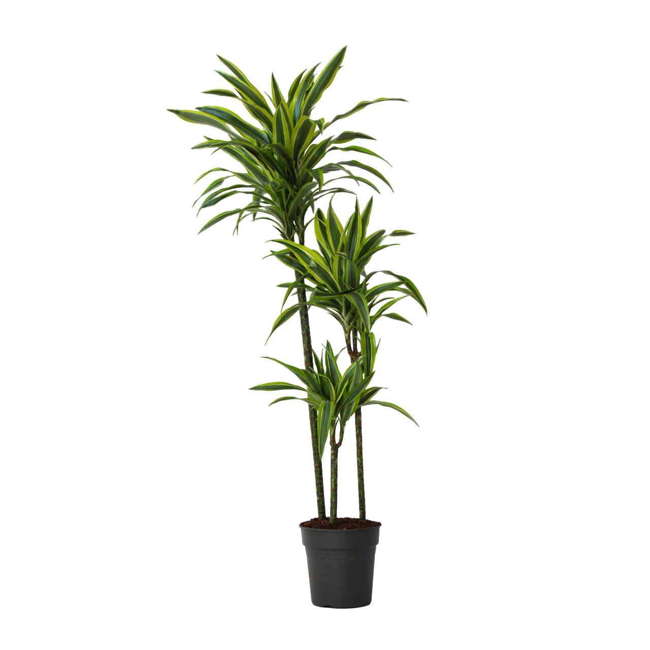 Dracena - Dracaena 'Lemon Lime' - Înălţime 130-140cm - ⌀24cm