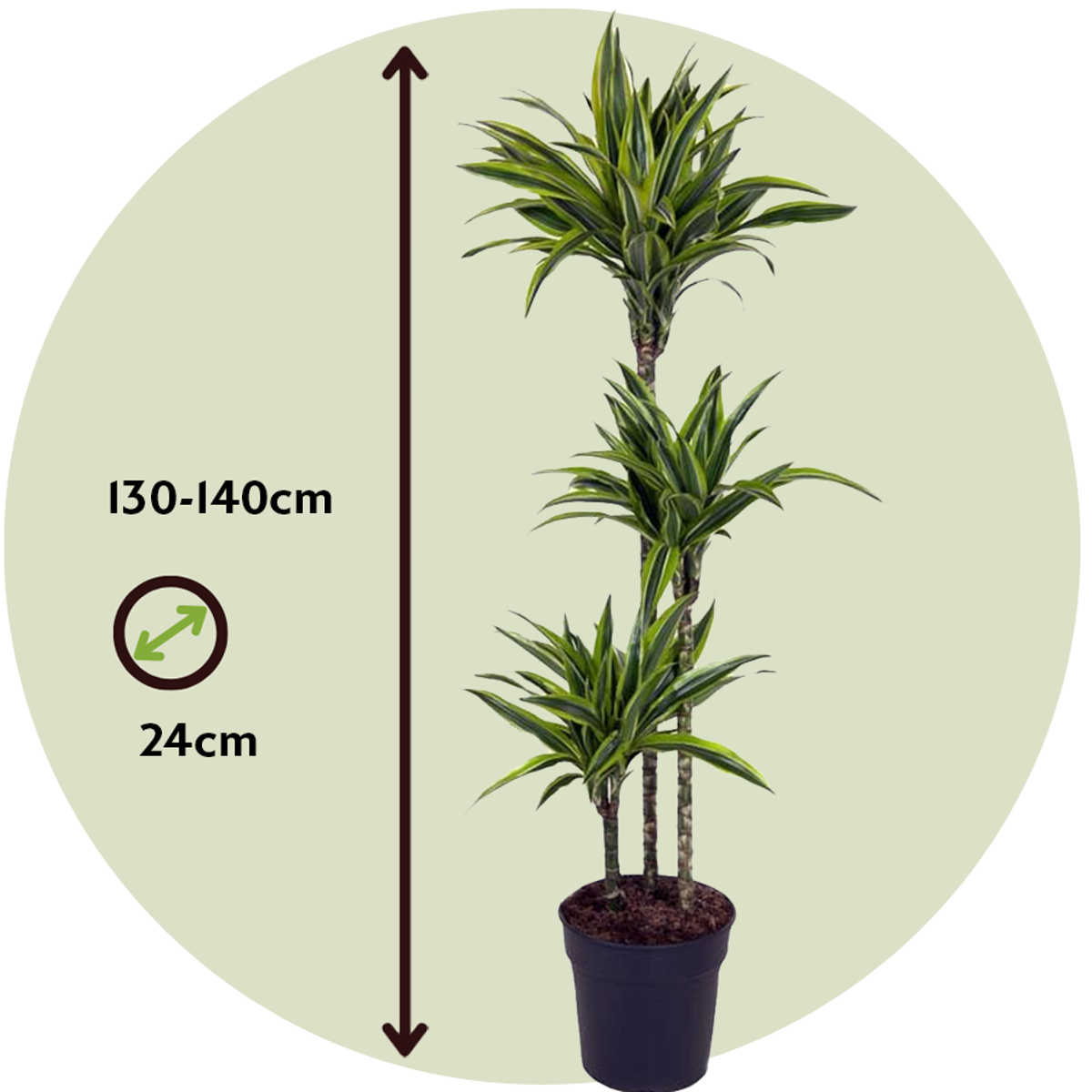 Dracena - Dracaena 'Lemon Lime' - Înălţime 130-140cm - ⌀24cm