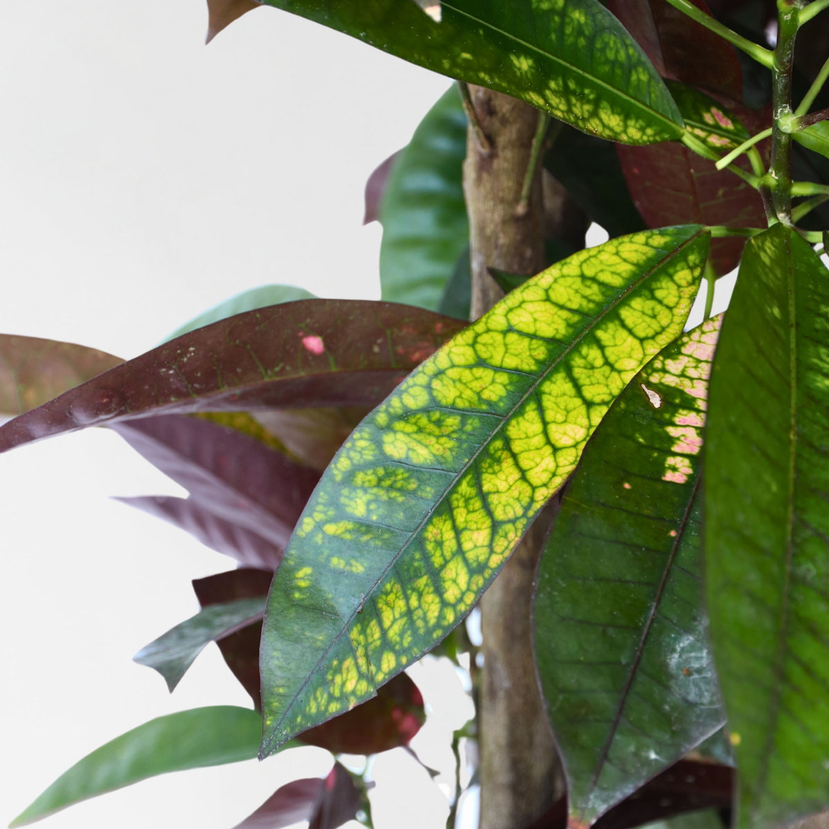 Croton - Codiaeum variegatum 'Mrs. Iceton' - Înălţime 140-150cm - ⌀31cm