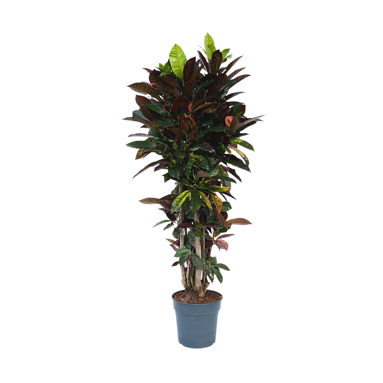 Croton - Codiaeum variegatum 'Mrs. Iceton' - Înălţime 140-150cm - ⌀31cm