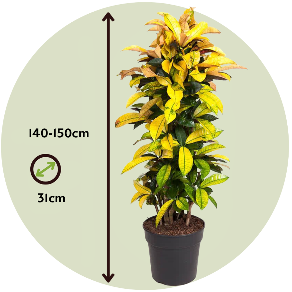 Croton - Codiaeum variegatum 'Mrs. Iceton' - Înălţime 140-150cm - ⌀31cm