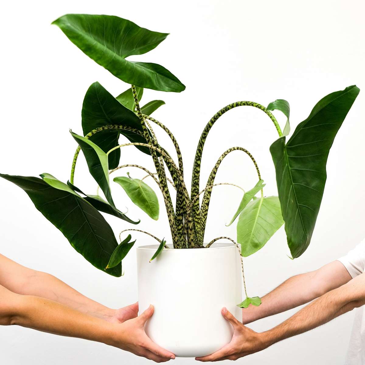 Urechea elefantului - Alocasia 'Zebrina' - Înălţime 140-150cm - ⌀32cm