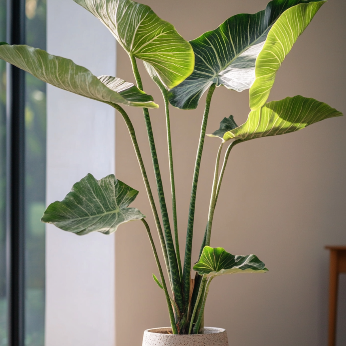 Urechea elefantului - Alocasia 'Zebrina' - Înălţime 140-150cm - ⌀32cm