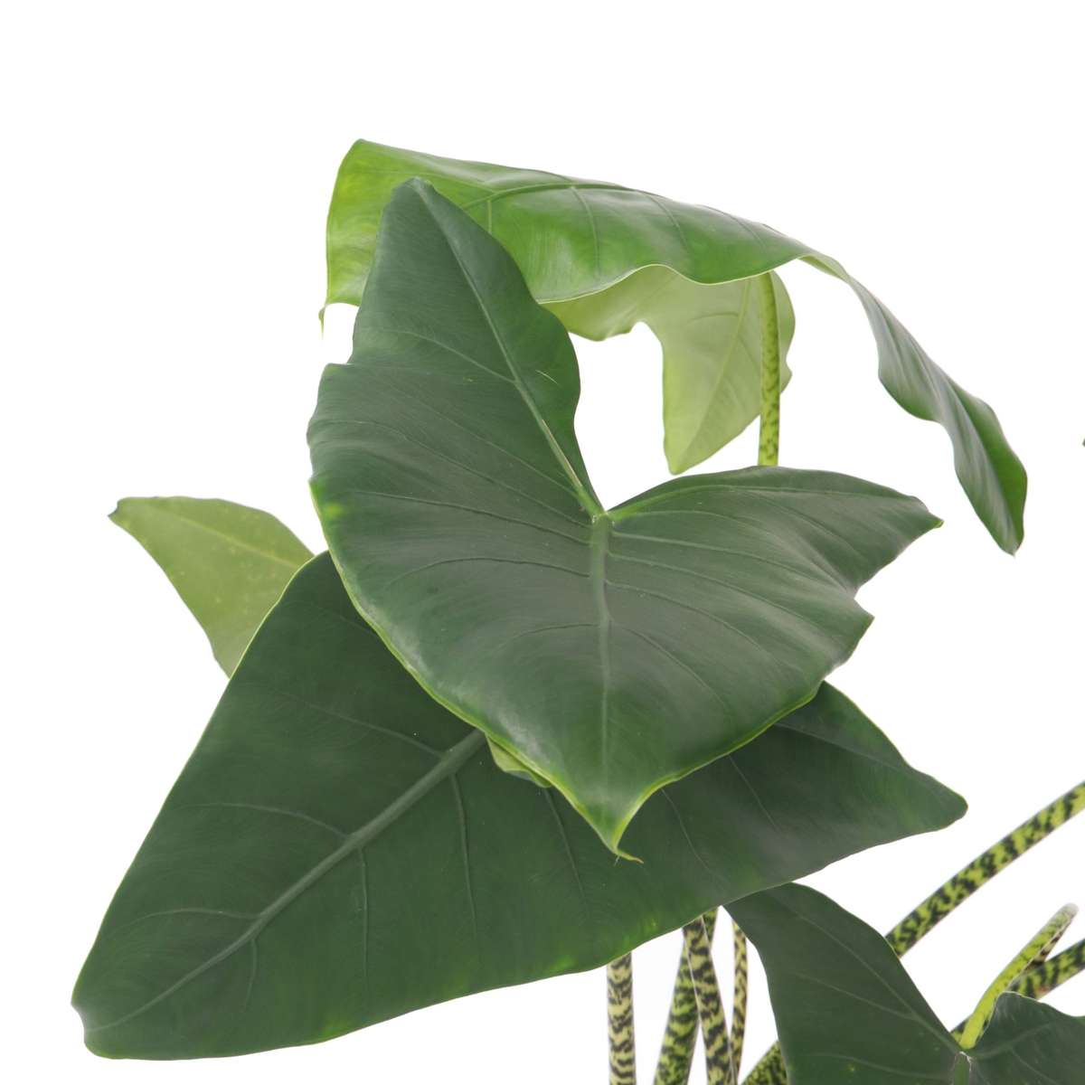 Urechea elefantului - Alocasia 'Zebrina' - Înălţime 140-150cm - ⌀32cm