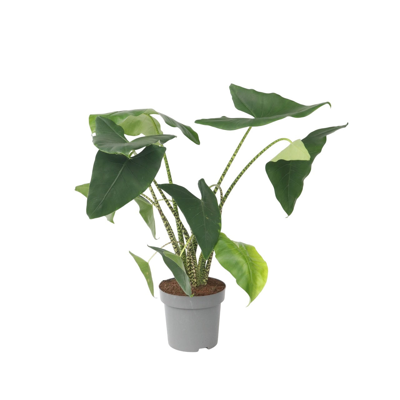 Urechea elefantului - Alocasia 'Zebrina' - Înălţime 140-150cm - ⌀32cm