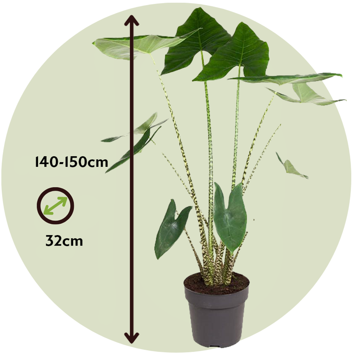 Urechea elefantului - Alocasia 'Zebrina' - Înălţime 140-150cm - ⌀32cm