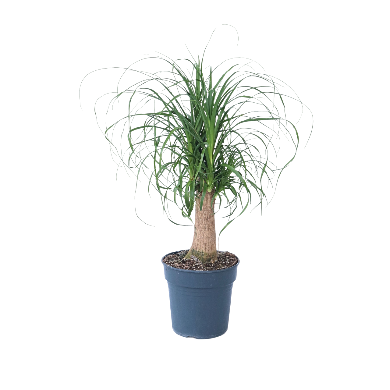 Nolina - Beaucarnea 'recurvata' - Înălţime 60-70cm - ⌀21cm