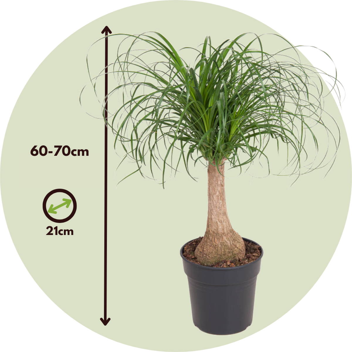 Nolina - Beaucarnea 'recurvata' - Înălţime 60-70cm - ⌀21cm
