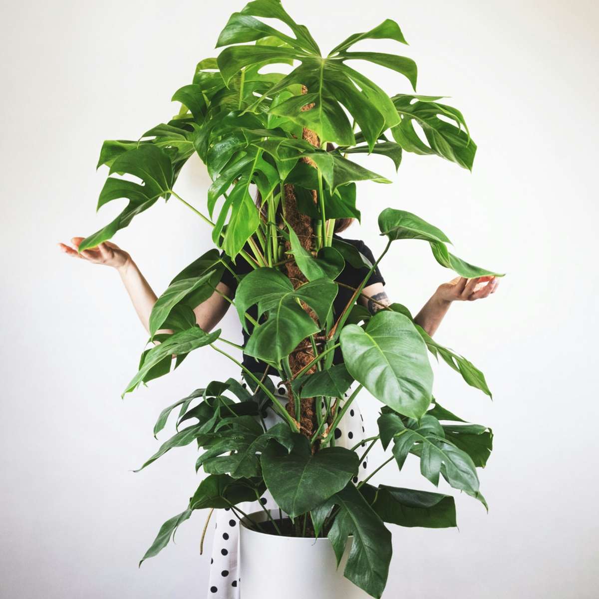 Philodendron cu frunza ruptă - Monstera deliciosa - Înălţime 120-130cm - ⌀24cm