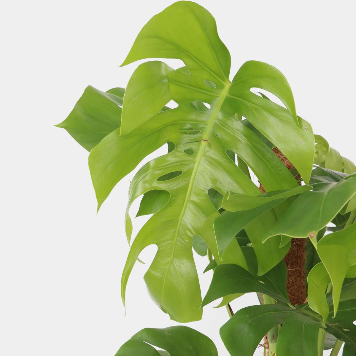 Philodendron cu frunza ruptă - Monstera deliciosa - Înălţime 120-130cm - ⌀24cm