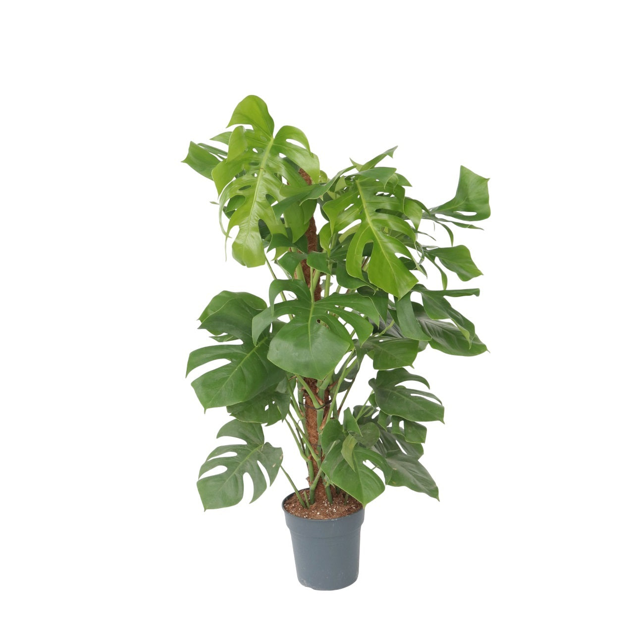 Philodendron cu frunza ruptă - Monstera deliciosa - Înălţime 120-130cm - ⌀24cm