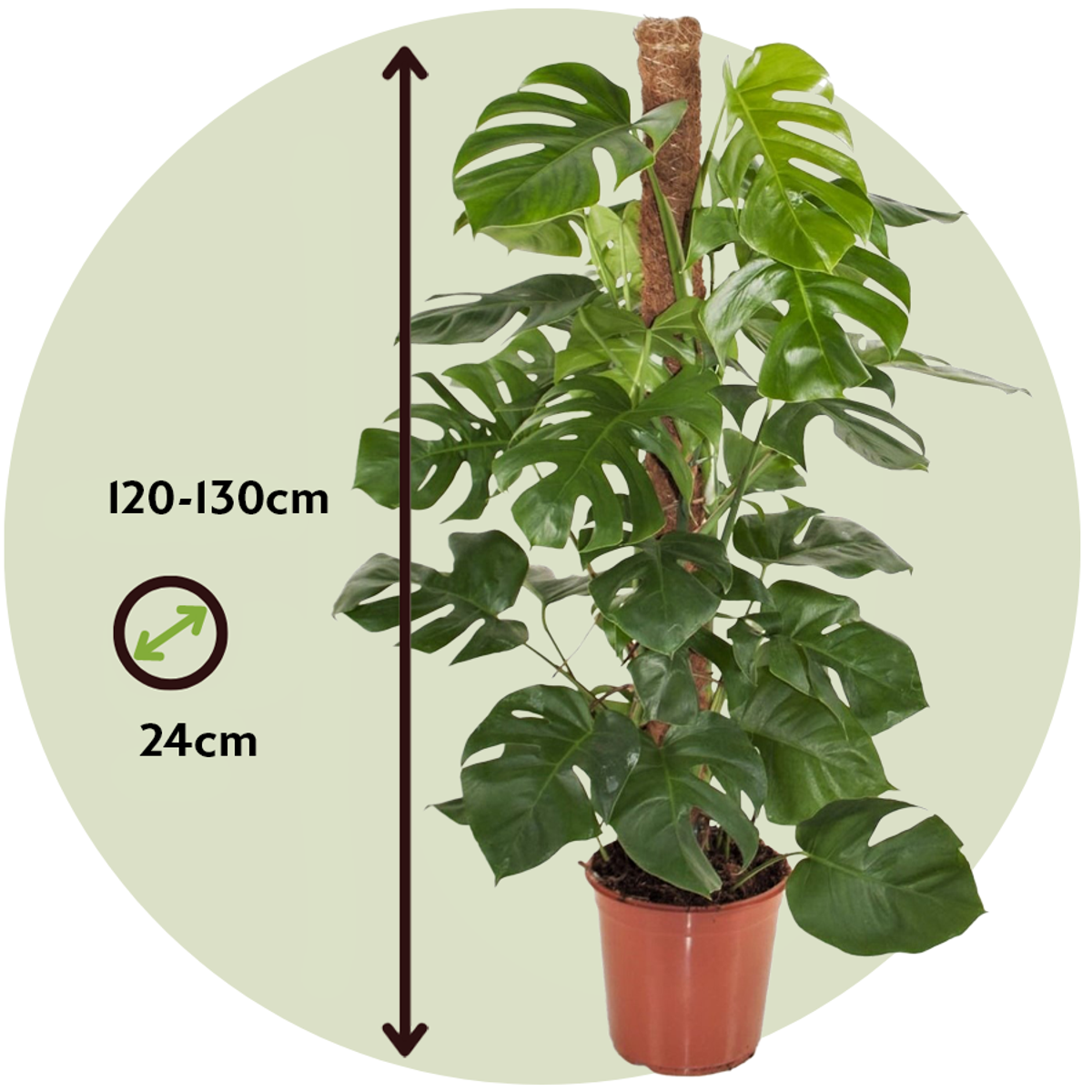 Philodendron cu frunza ruptă - Monstera deliciosa - Înălţime 120-130cm - ⌀24cm
