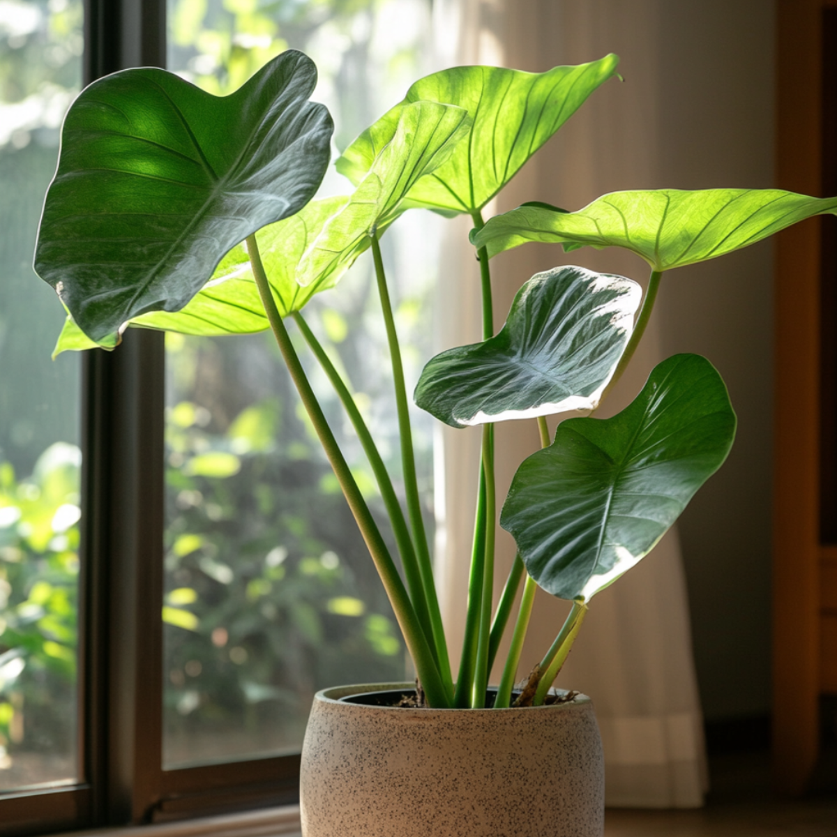 Urechea elefantului - Alocasia 'Portodora' - Înălţime 110-120cm - ⌀32cm