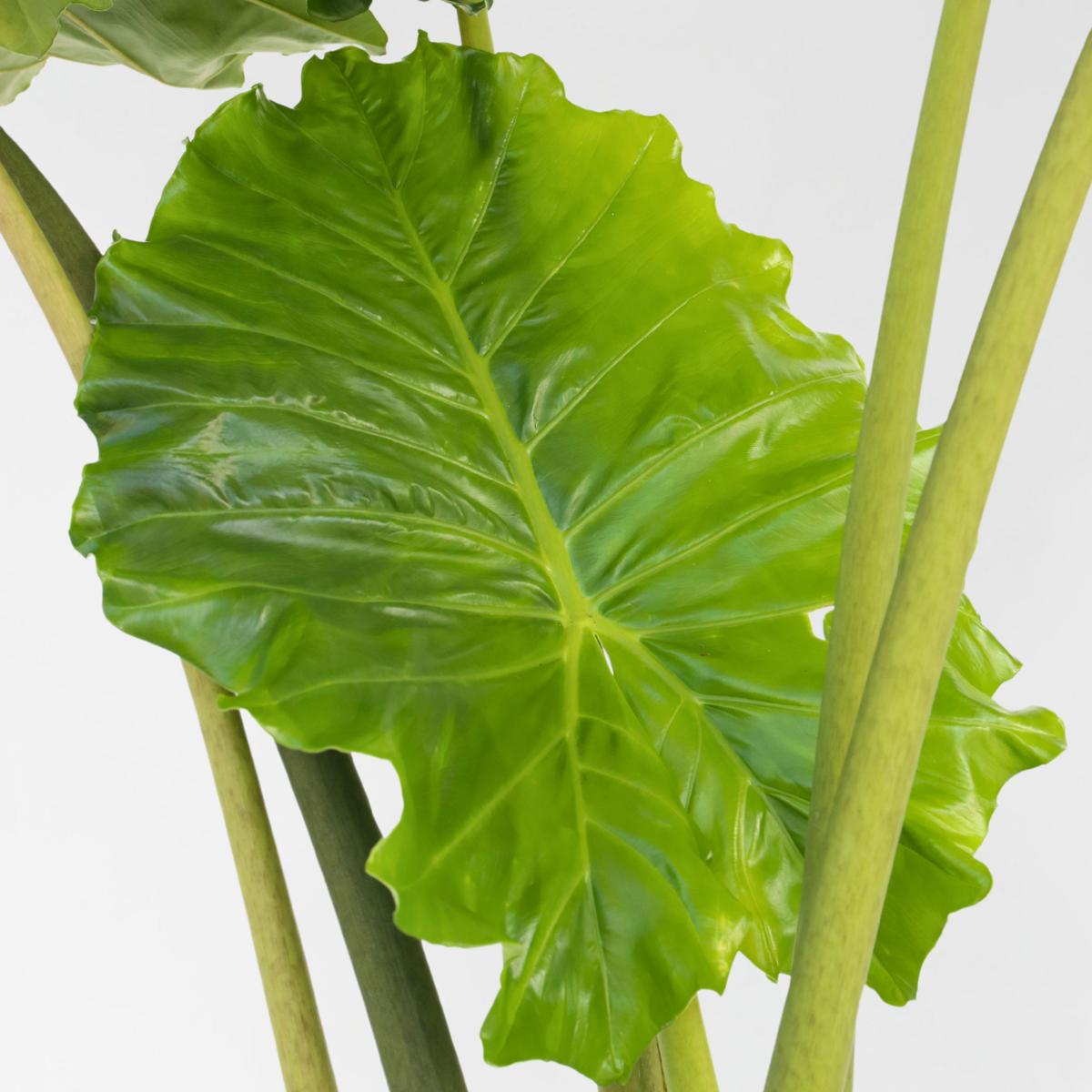 Urechea elefantului - Alocasia 'Portodora' - Înălţime 110-120cm - ⌀32cm