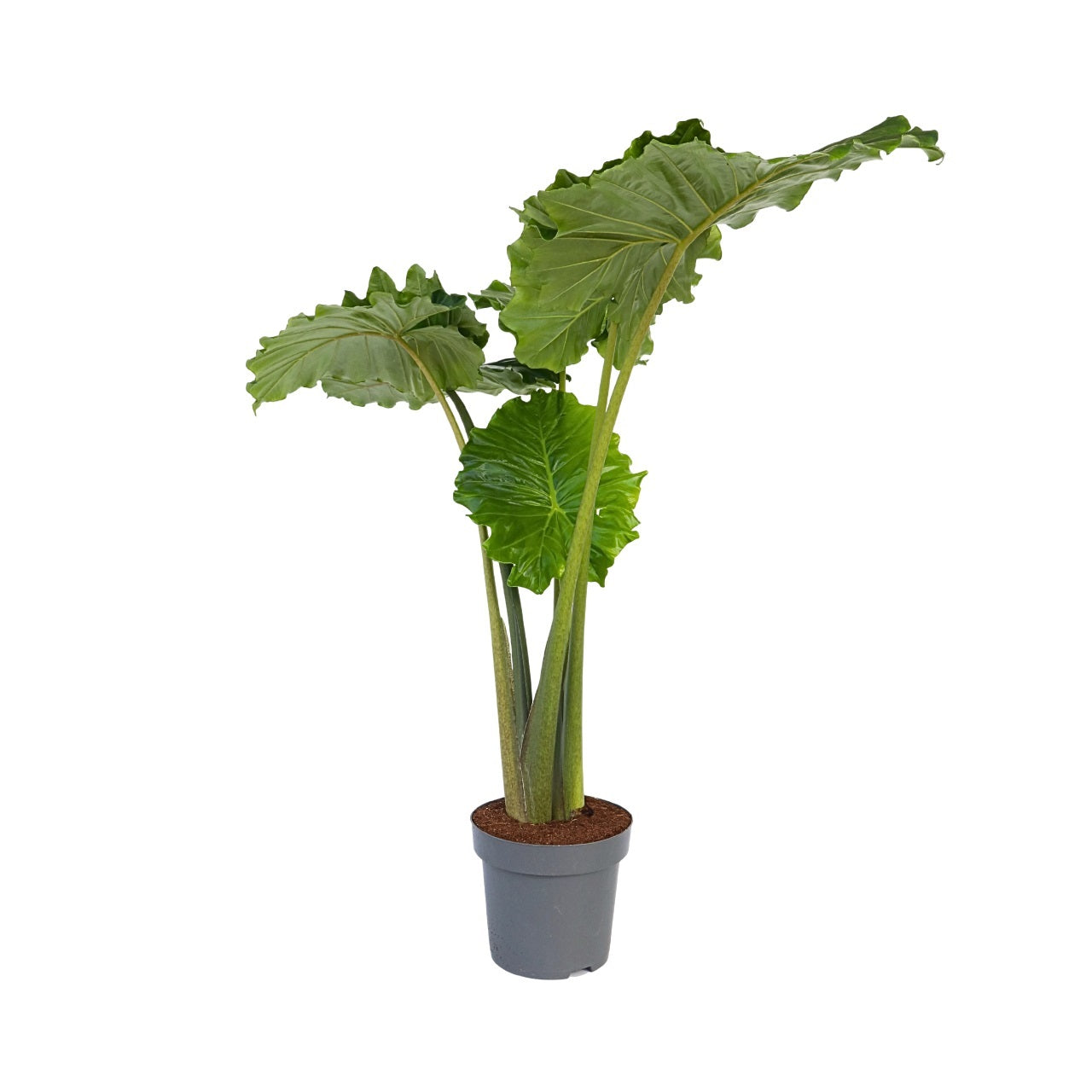 Urechea elefantului - Alocasia 'Portodora' - Înălţime 110-120cm - ⌀32cm