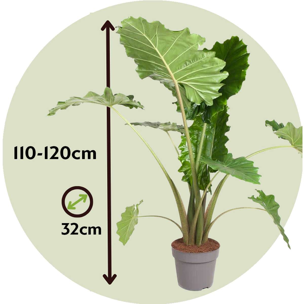 Urechea elefantului - Alocasia 'Portodora' - Înălţime 110-120cm - ⌀32cm