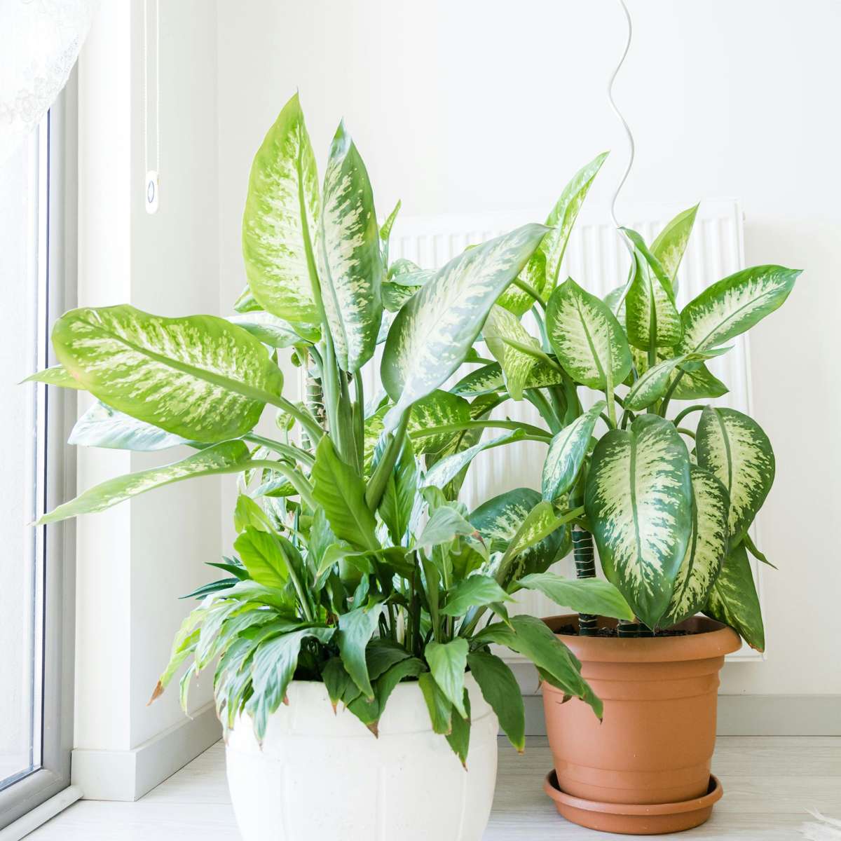 Dieffenbachia - Dieffenbachia 'Tropic' - Înălţime 70-80cm - ⌀24cm