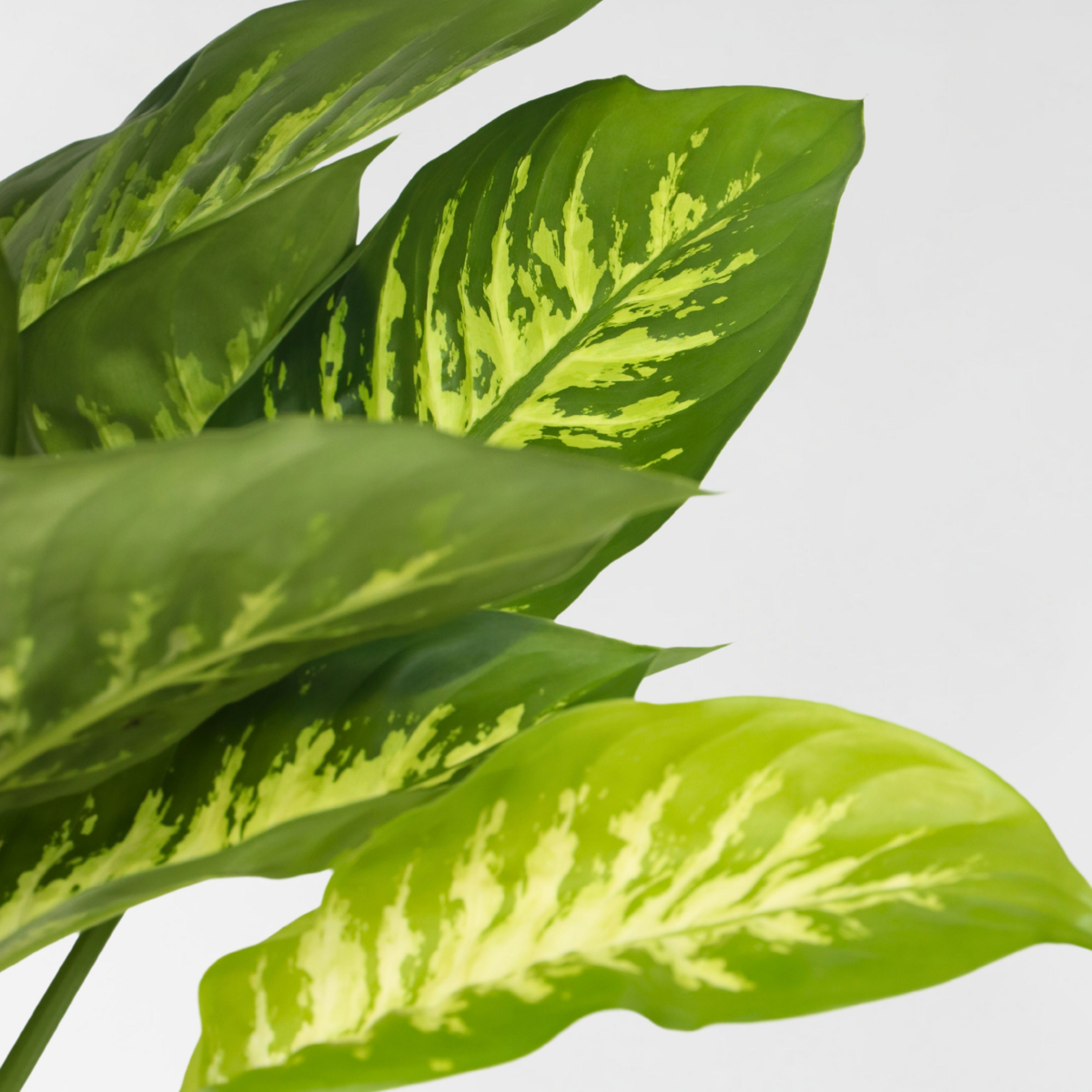 Dieffenbachia - Dieffenbachia 'Tropic' - Înălţime 70-80cm - ⌀24cm