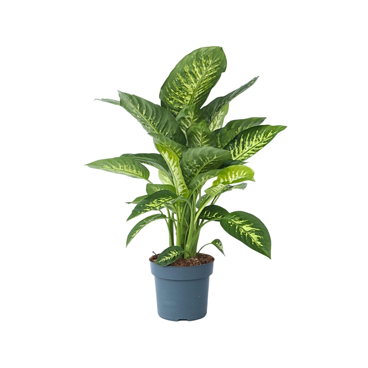 Dieffenbachia - Dieffenbachia 'Tropic' - Înălţime 70-80cm - ⌀24cm
