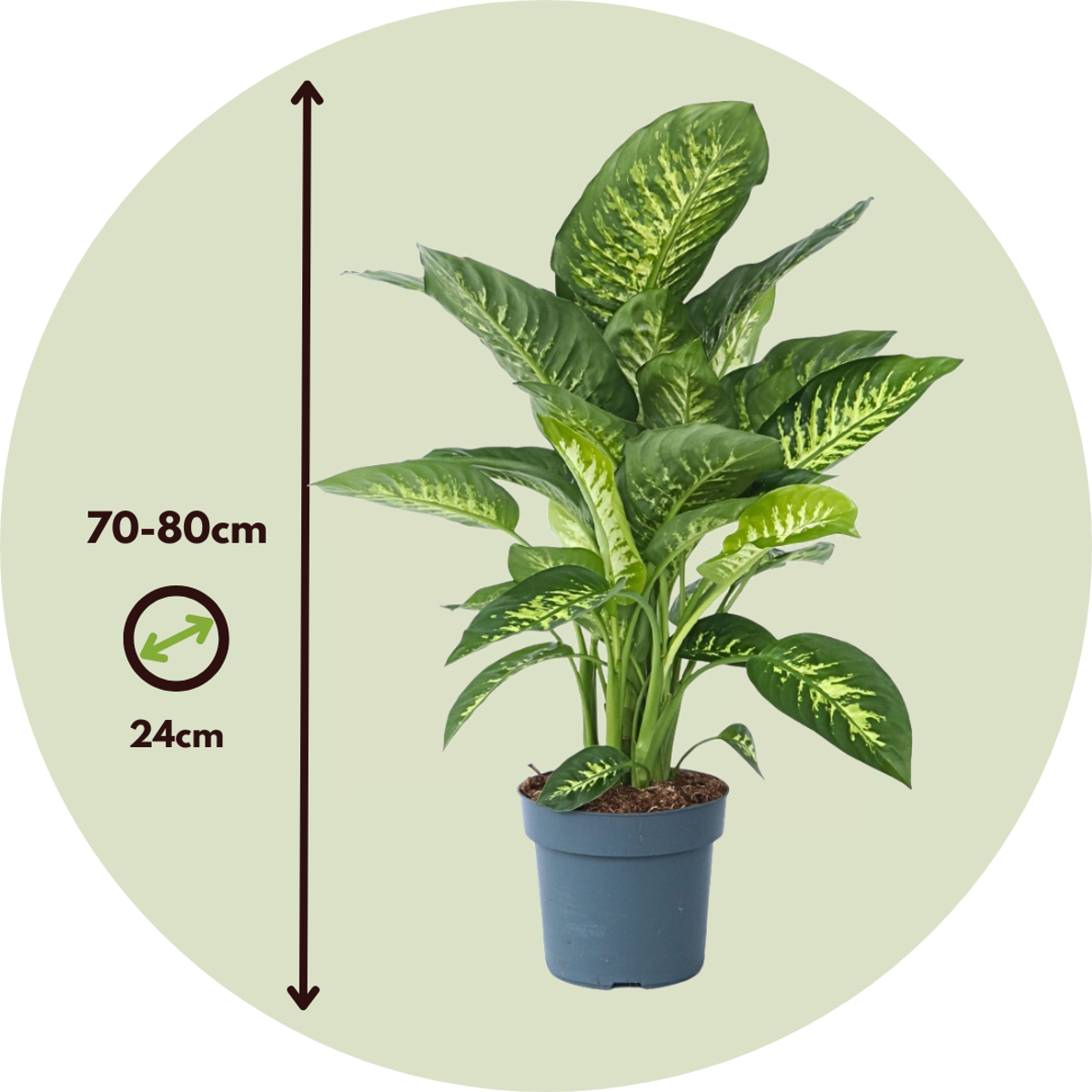 Dieffenbachia - Dieffenbachia 'Tropic' - Înălţime 70-80cm - ⌀24cm