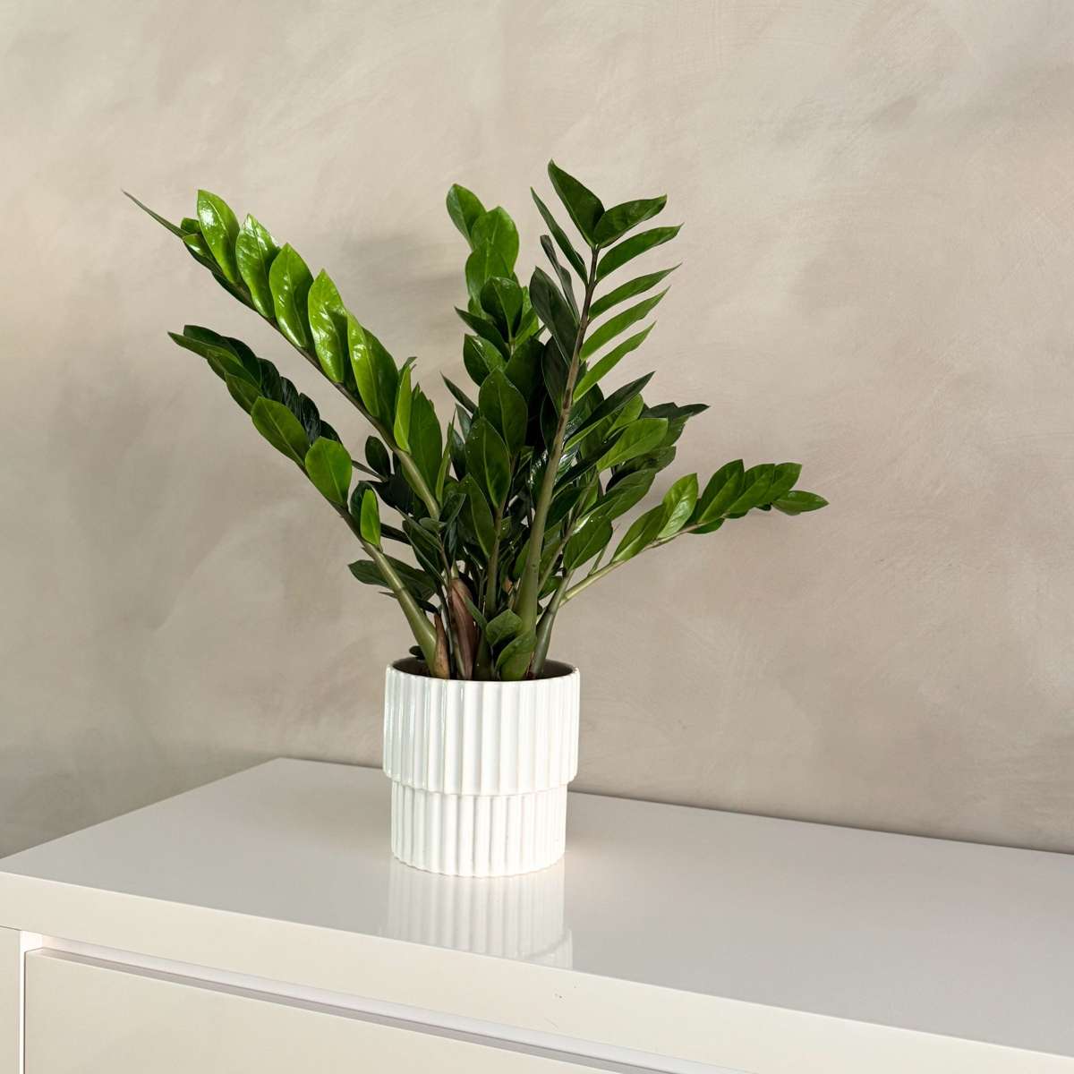 Planta dinozaur - Zamioculcas Emerald - Înălţime 70-80cm - ⌀21cm