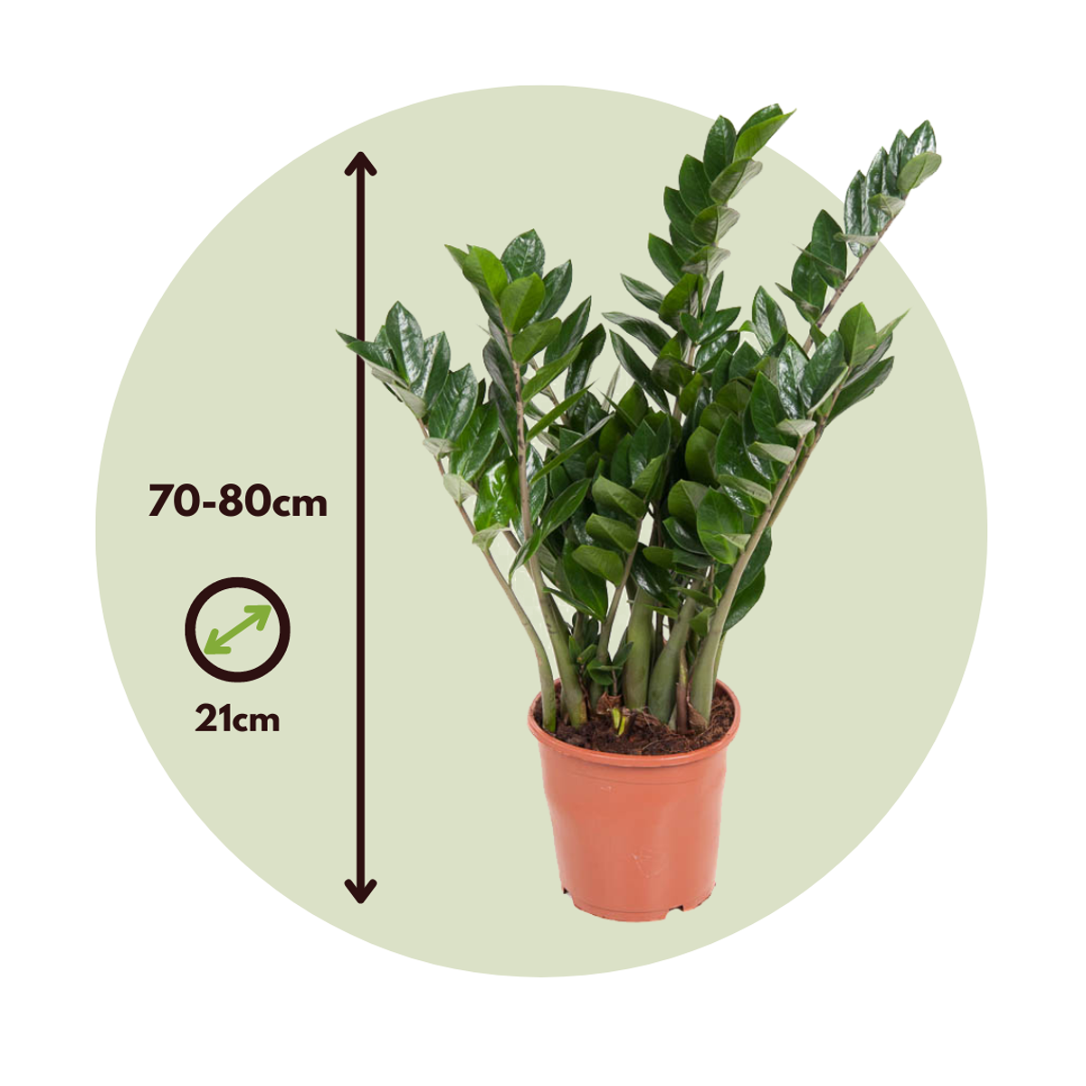 Planta dinozaur - Zamioculcas Emerald - Înălţime 70-80cm - ⌀21cm