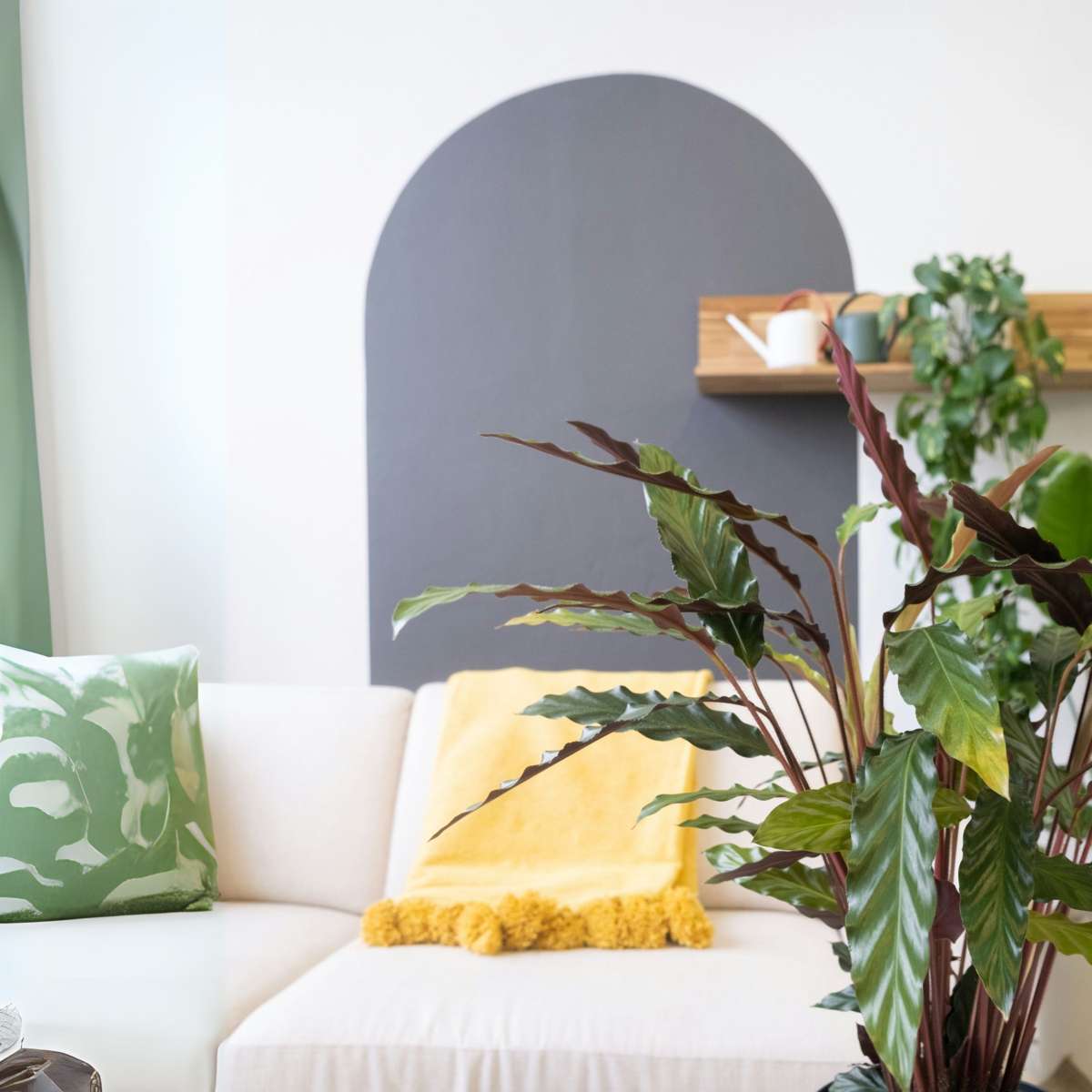 Calatea - Calathea 'Wavestar' - Înălţime 90cm - ⌀27cm