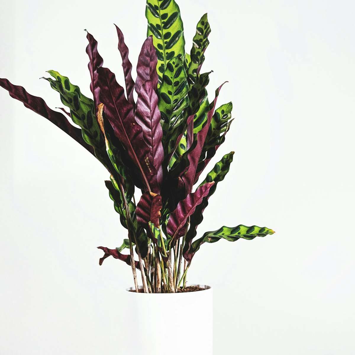 Calatea - Calathea 'Wavestar' - Înălţime 90cm - ⌀27cm