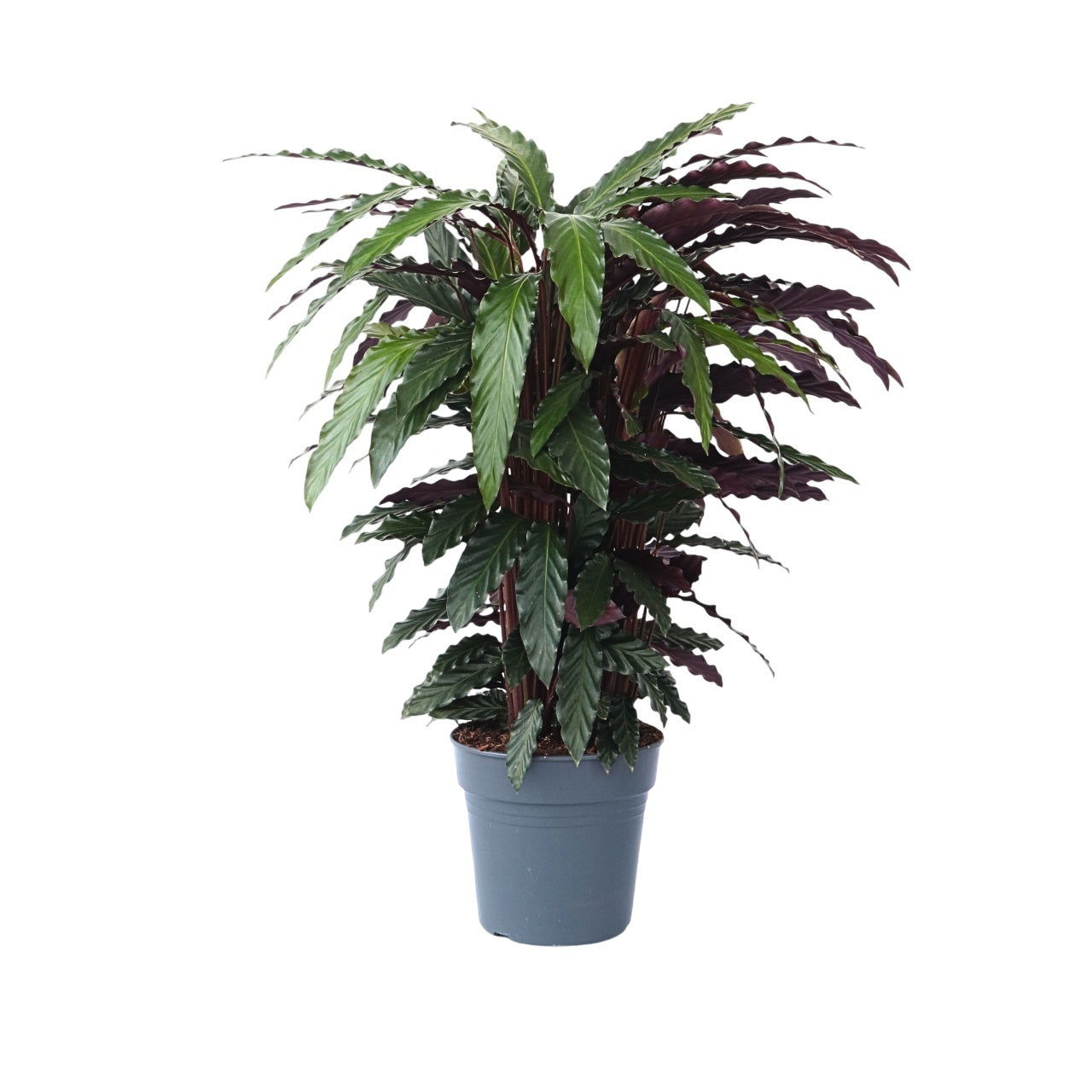 Calatea - Calathea 'Wavestar' - Înălţime 90cm - ⌀27cm
