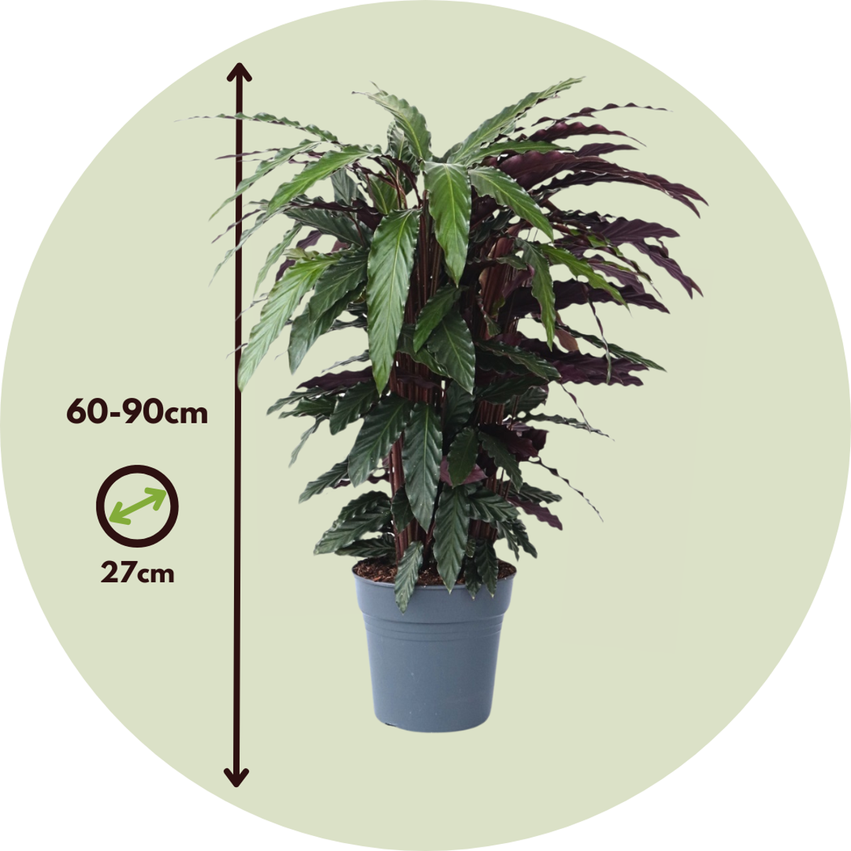 Calatea - Calathea 'Wavestar' - Înălţime 90cm - ⌀27cm