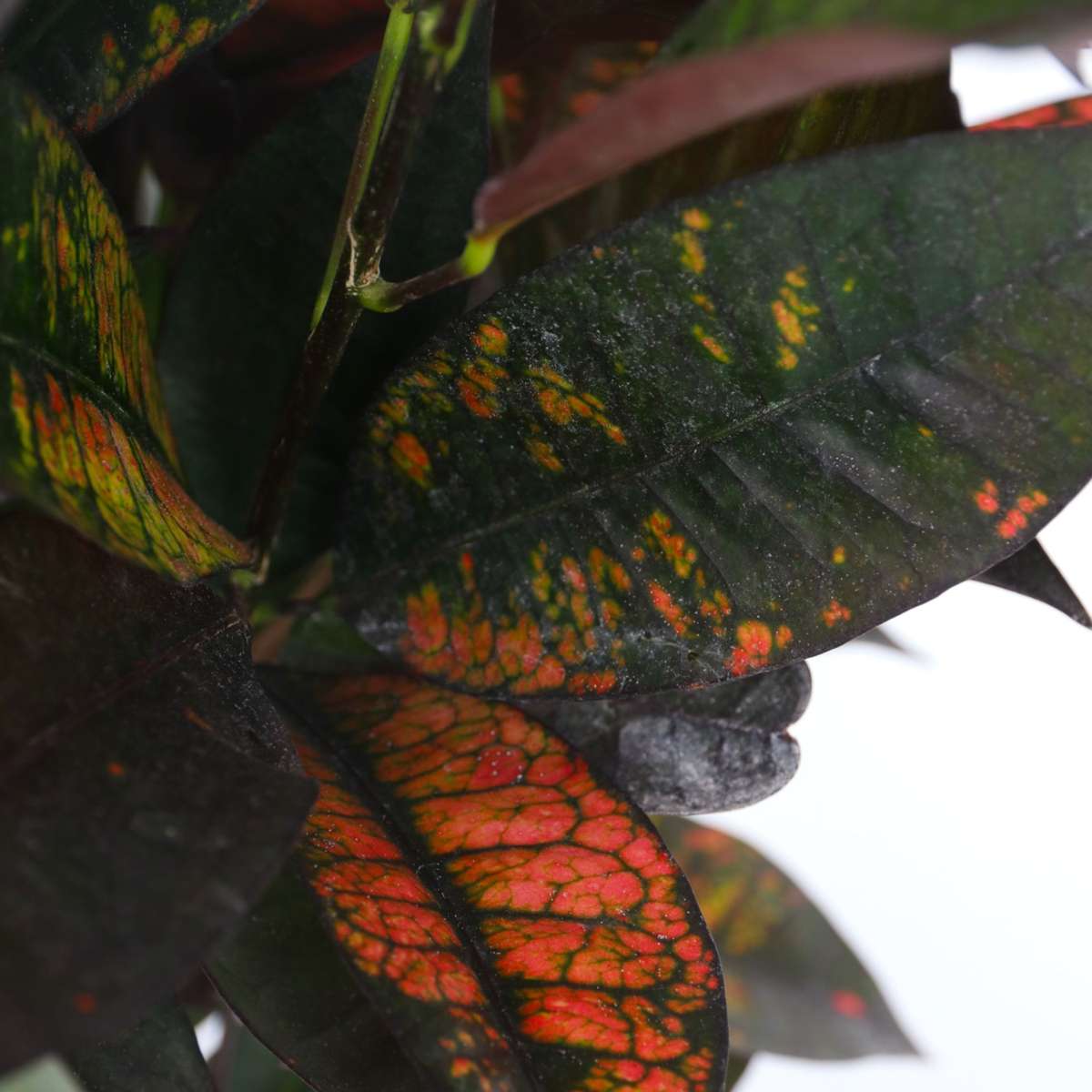 Croton - Codiaeum variegatum 'Mrs. Iceton' - Înălţime 60-70cm - ⌀19cm