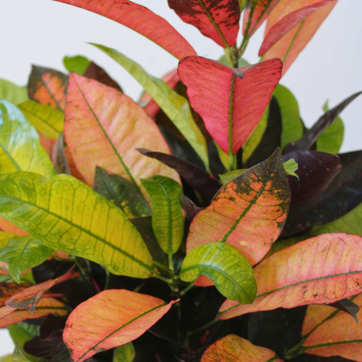 Croton - Codiaeum variegatum 'Mrs. Iceton' - Înălțime 90-100cm - Ghiveci 27cm