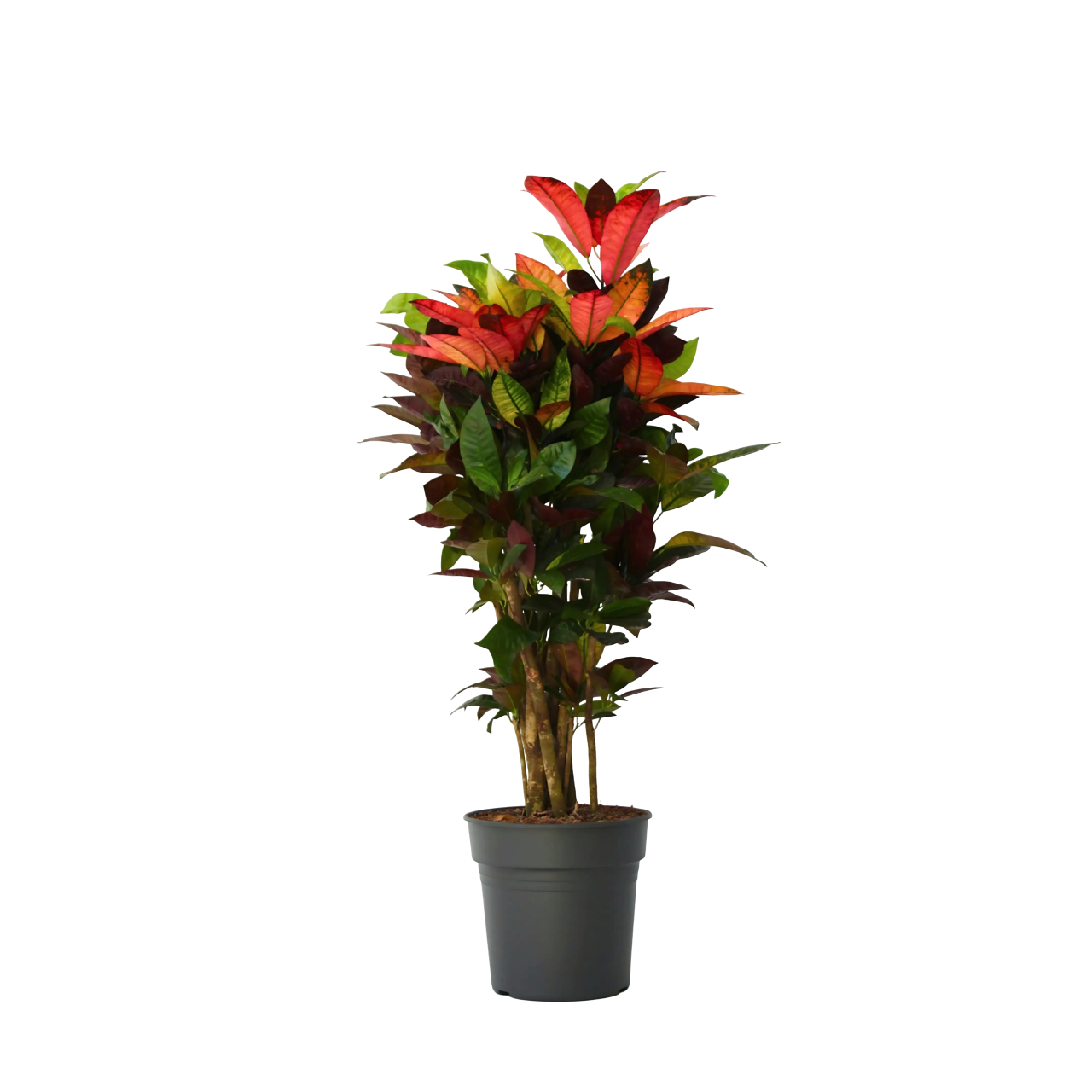 Croton - Codiaeum variegatum 'Mrs. Iceton' - Înălțime 90-100cm - Ghiveci 27cm