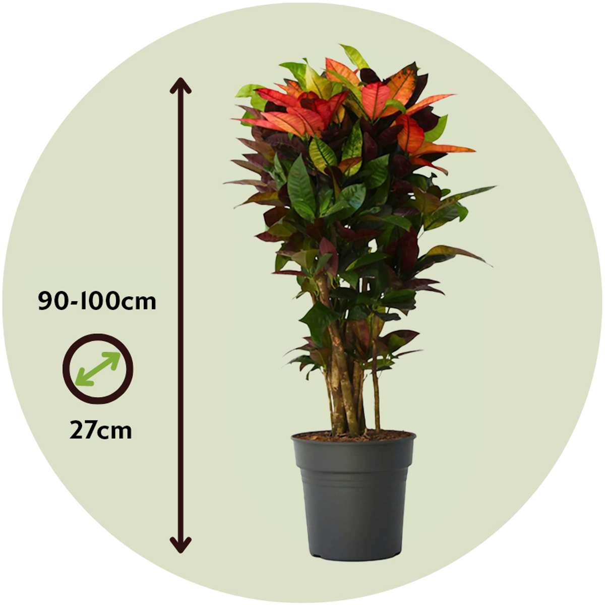 Croton - Codiaeum variegatum 'Mrs. Iceton' - Înălțime 90-100cm - Ghiveci 27cm