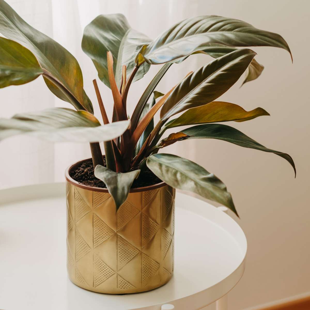 Filodendron - Philodendron 'Imperial Red' - Înălţime 50cm - ⌀19cm