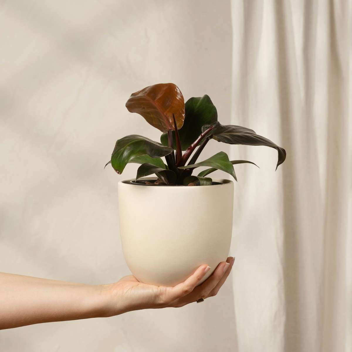 Filodendron - Philodendron 'Imperial Red' - Înălţime 50cm - ⌀19cm