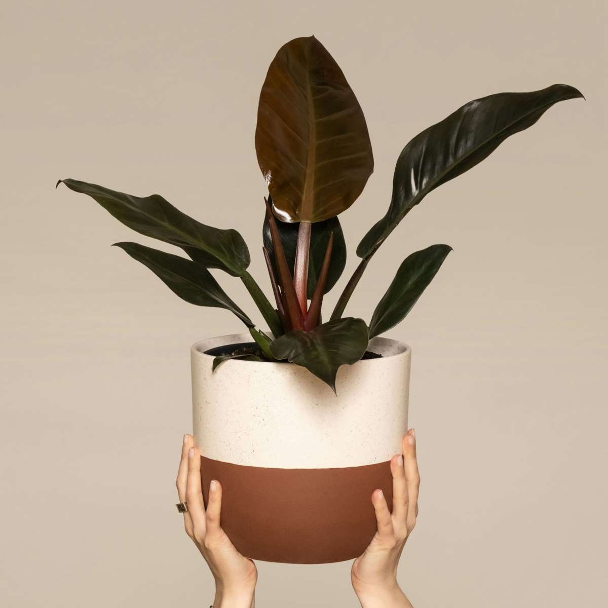 Filodendron - Philodendron 'Imperial Red' - Înălţime 50cm - ⌀19cm