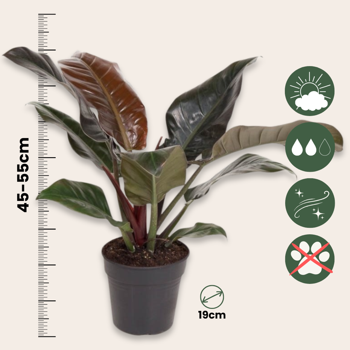 Filodendron - Philodendron 'Imperial Red' - Înălţime 50cm - ⌀19cm