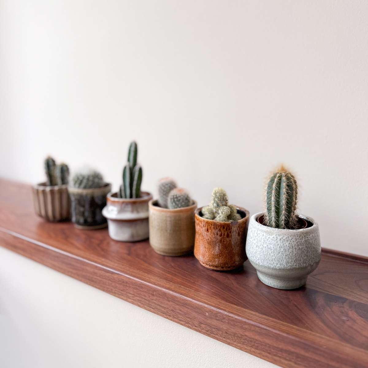 Amestecul de mini cactusi - 60 buc - Cactus - Înălţime 5-10cm - ⌀6cm