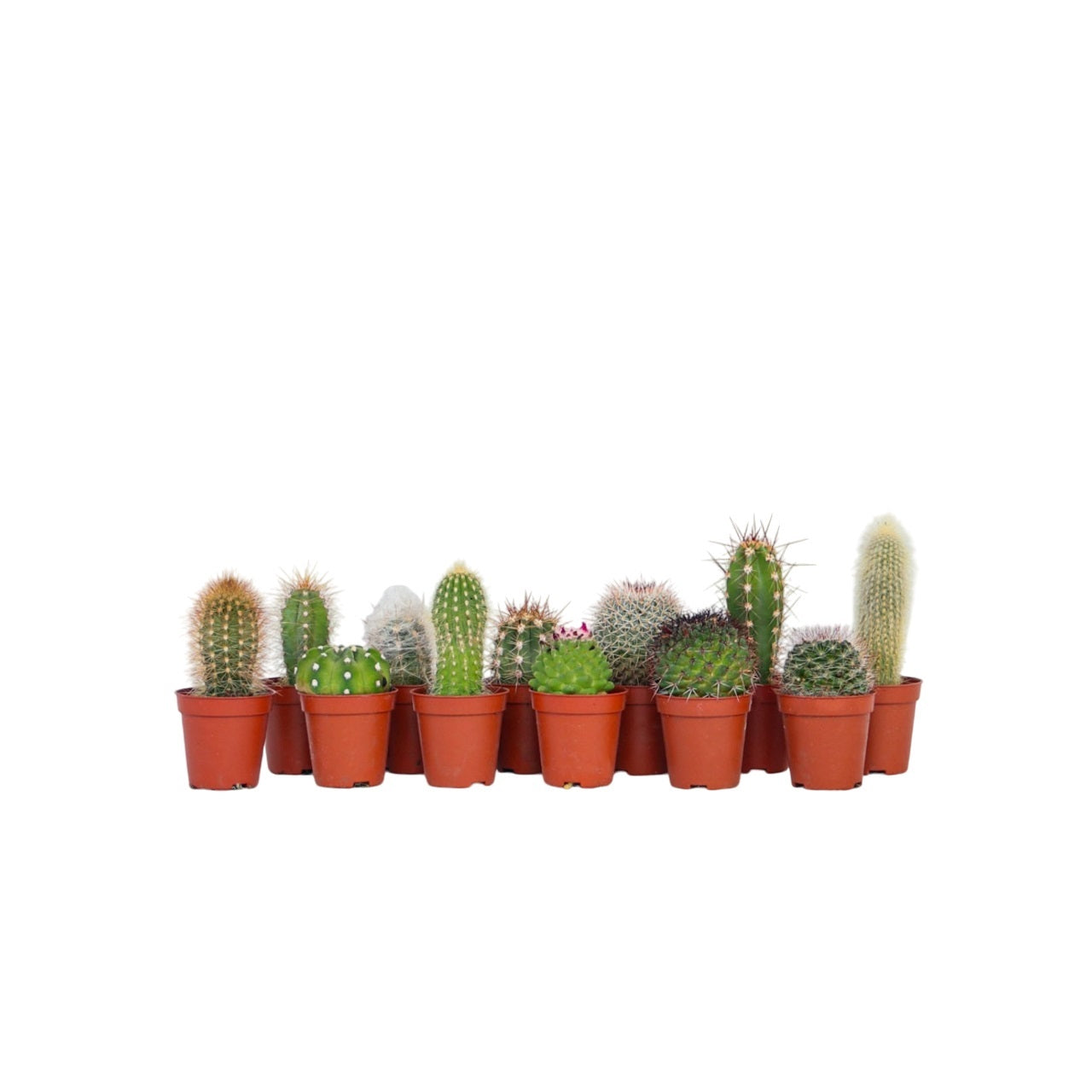 Amestecul de mini cactusi - 12 buc - Cactus - Înălţime 5-10cm - ⌀6cm